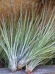 TILLANDSIA : JUNCEA